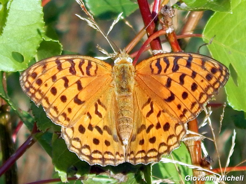 Parco del Ticino: Argynnis adippe